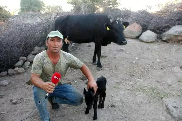 Cüce buzağı şaşırttı