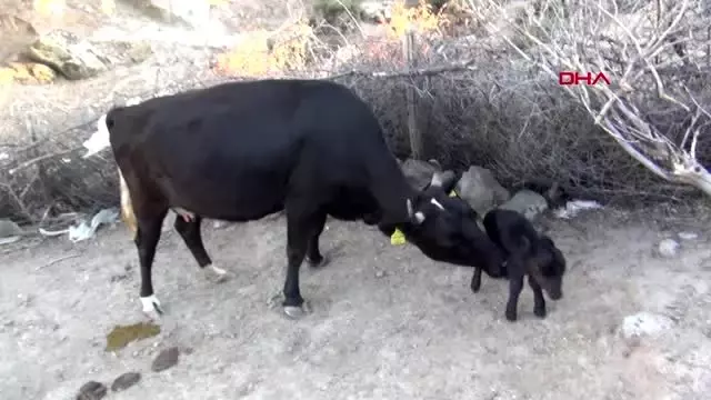 İZMİR Cüce buzağı şaşırttı