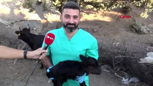 İZMİR Cüce buzağı şaşırttı İZMİR Cüce buzağı şaşırttı