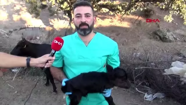 İZMİR Cüce buzağı şaşırttı İZMİR Cüce buzağı şaşırttı