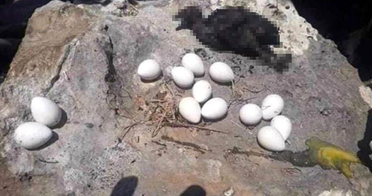 İzmir diye paylaştılar, Batman çıktı! Yanmış kuş fotoğrafı sosyal medyada gündem yarattı