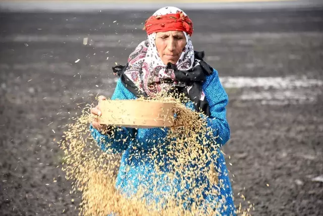 Kuruyan Kuyucuk Gölü'nde tahıl savurdular Kuruyan Kuyucuk Gölü'nde tahıl savurdular