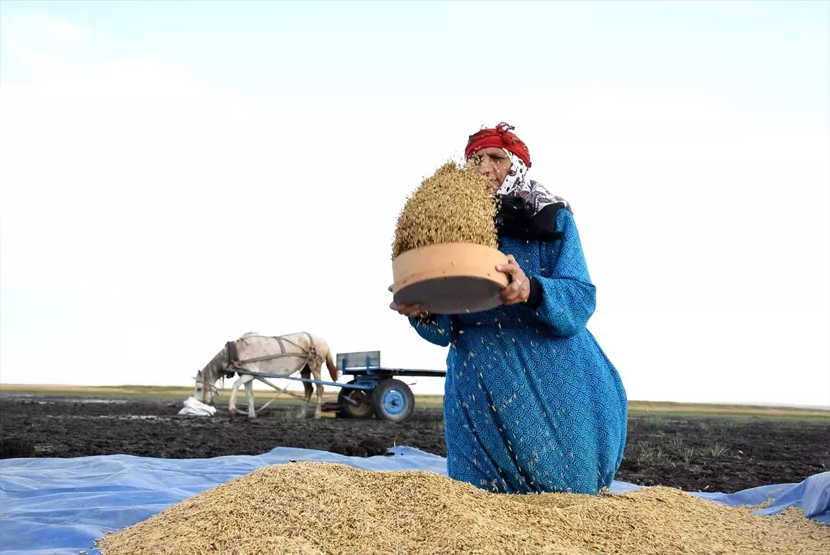 Kuruyan Kuyucuk Gölü'nde tahıl savurdular