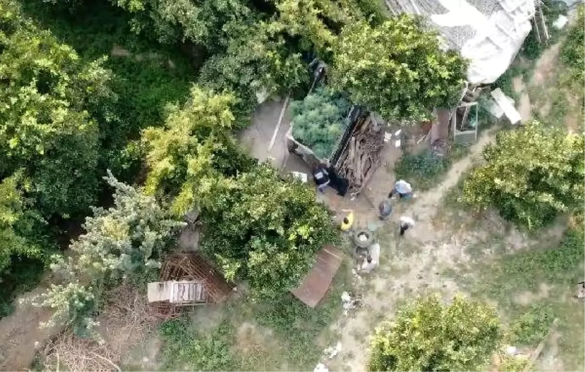 Meyve bahçesine ekilen Hint keneviri 'drone' ile tespit edildi