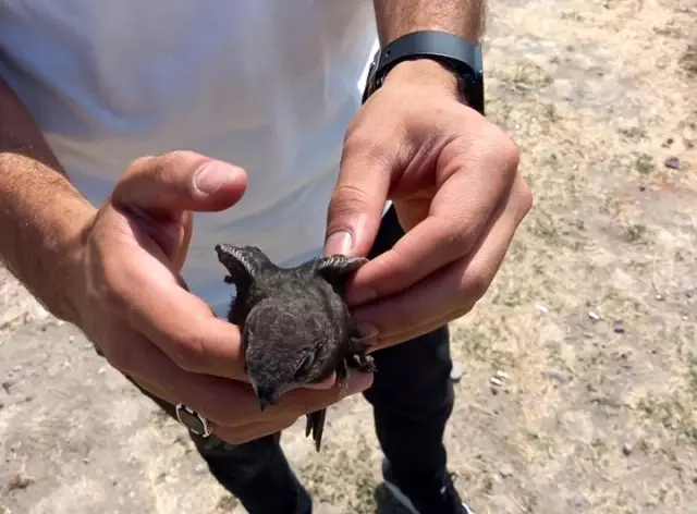 Tedavisi tamamlanan Ebabil kuşu doğaya bırakıldı