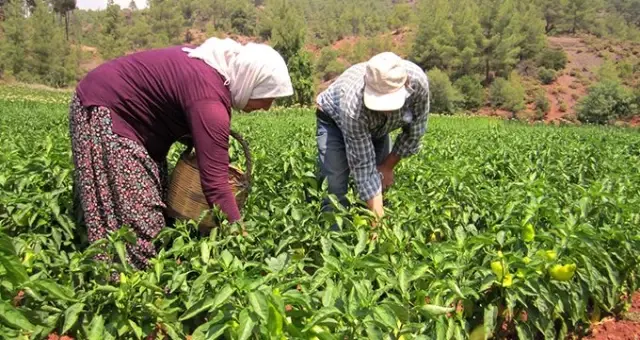 Tescilli Kale biberi üreticisinin yüzünü güldürdü! Tarlada 2-3 liradan satılıyor