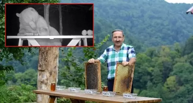 Arıcının bal testine tuttuğu ayılar, anzer balını tercih etti Arıcının bal testine tuttuğu ayılar, anzer balını tercih etti