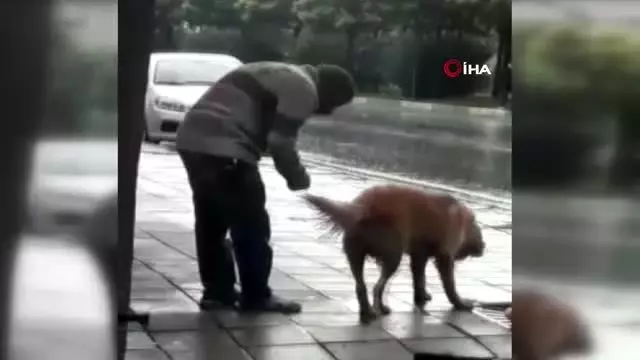 Yağmur altında ağaca bağlanan köpeği böyle yumrukladı Yağmur altında ağaca bağlanan köpeği böyle yumrukladı