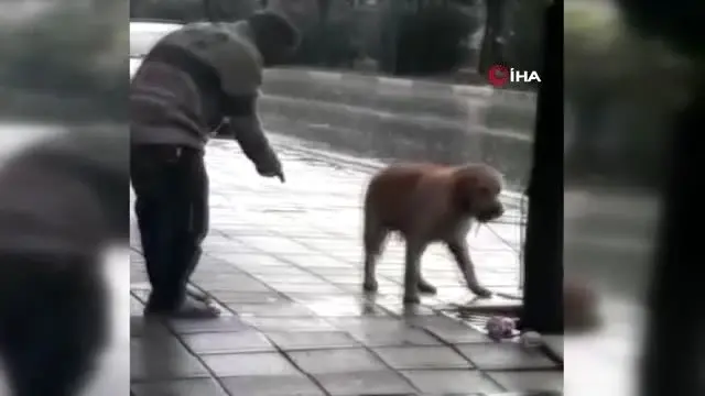 Yağmur altında ağaca bağlanan köpeği böyle yumrukladı Yağmur altında ağaca bağlanan köpeği böyle yumrukladı
