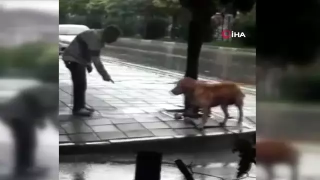 Yağmur altında ağaca bağlanan köpeği böyle yumrukladı Yağmur altında ağaca bağlanan köpeği böyle yumrukladı