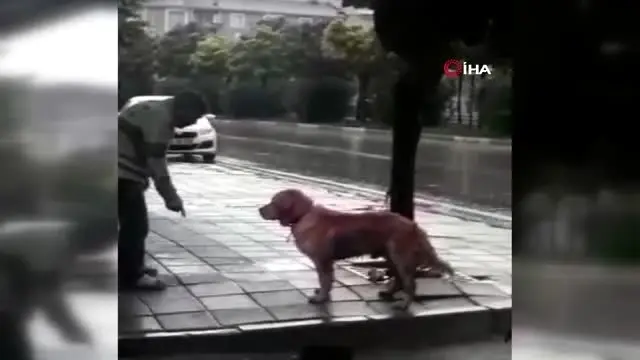 Yağmur altında ağaca bağlanan köpeği böyle yumrukladı Yağmur altında ağaca bağlanan köpeği böyle yumrukladı