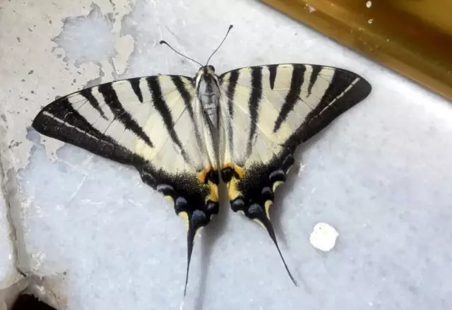 Adıyaman'da zebra çatal kuyruklu kelebek görüldü Adıyaman'da zebra çatal kuyruklu kelebek görüldü