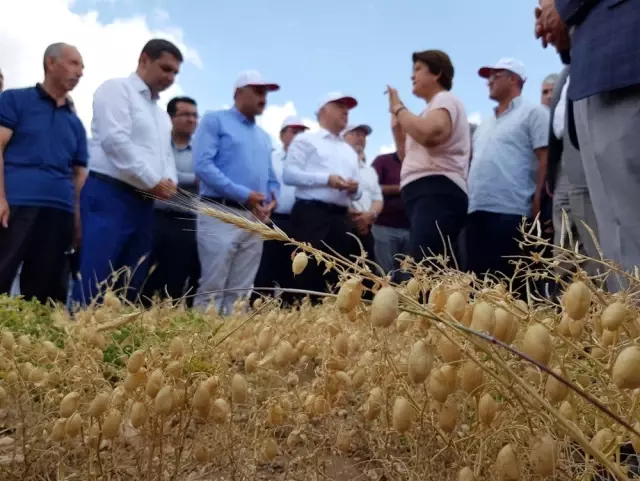 Develi'de Tarla Gününde Nohut Çeşitleri Tanıtıldı