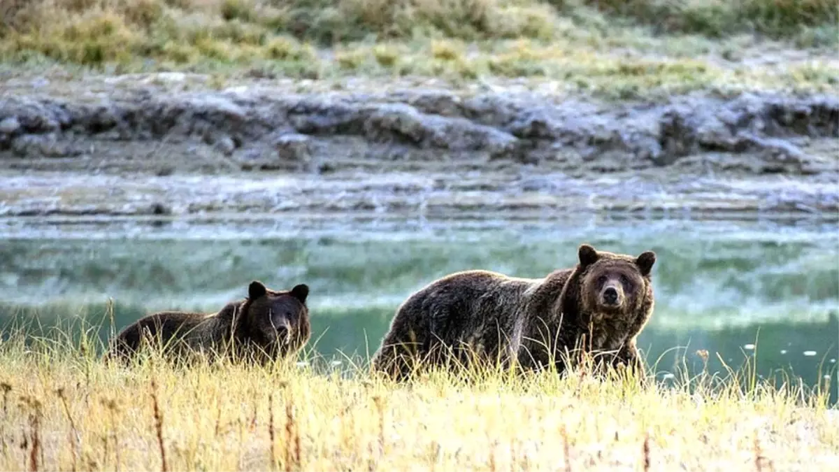 Fransız besteciyi, çadırına giren ayı öldürdü