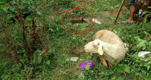 Kaçan kurbanlık koyun 9 gün sonra bulundu