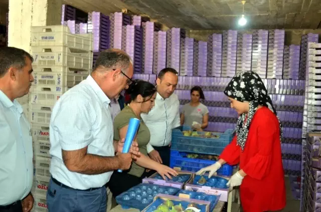 Mudanya'da siyah incir hasadı başladı