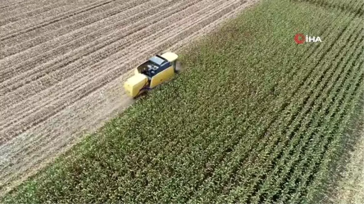 Sarı altına buruk hasat