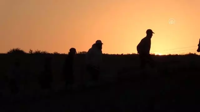 Suriye sınırındaki Oylum Höyük'te kazılar yeniden başladı - KİLİS Suriye sınırındaki Oylum Höyük'te kazılar yeniden başladı - KİLİS