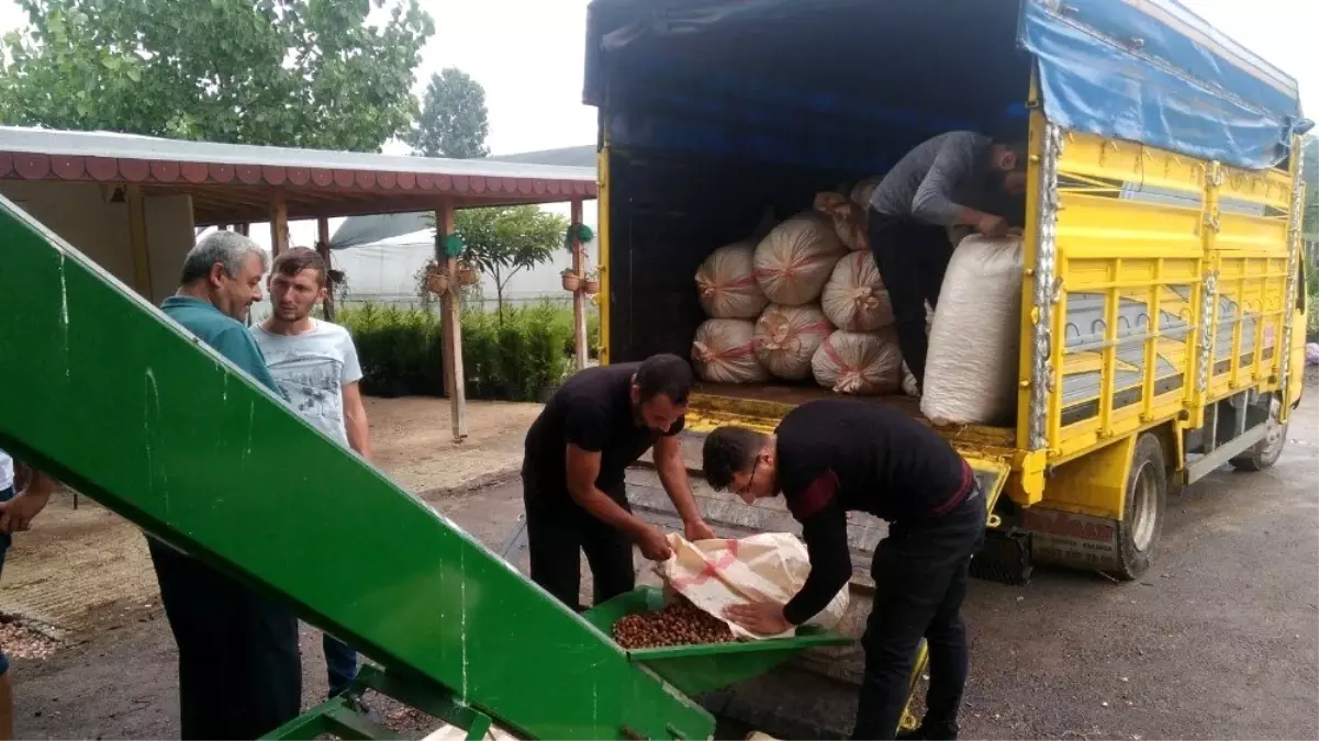 Üreticilerin fındıkları harmanlarda kurutuluyor