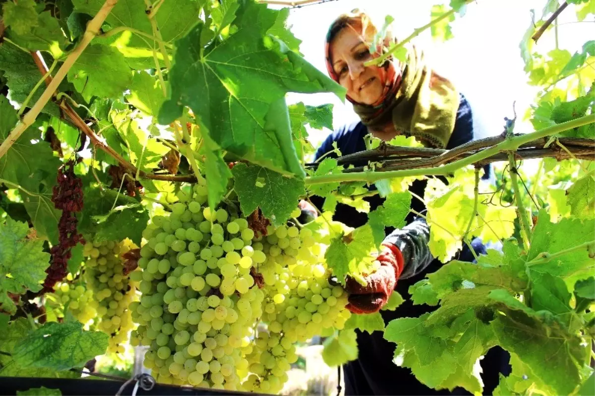 Üzümcünün gözü kulağı fiyat açıklamasında