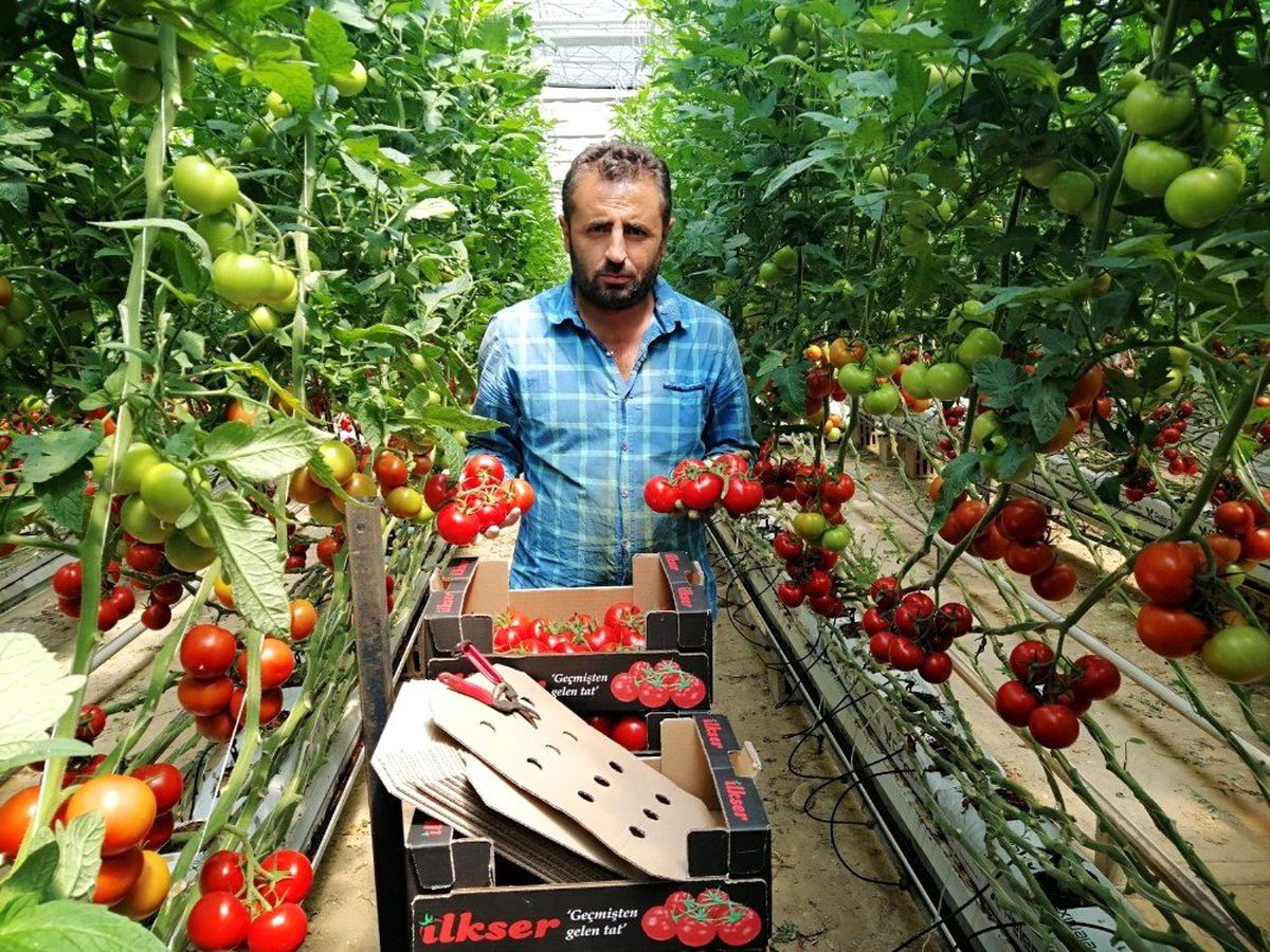 Yozgat'ta jeotermal serada yılın 12 ayı domates üretiyorlar