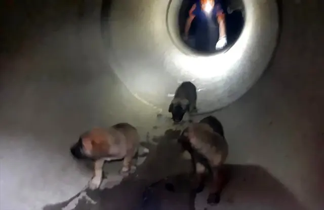 Adana'da rögardan düşen köpek yavruları kurtarıldı