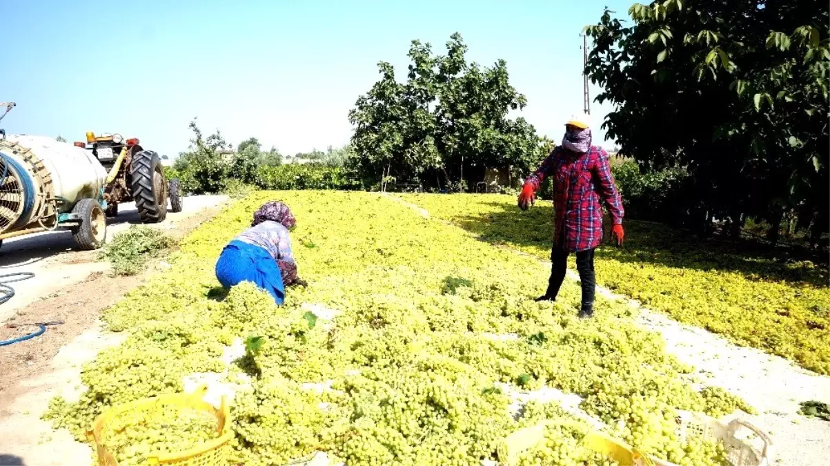 Bakanın kuru üzüm fiyat açıklaması üreticileri memnun etti