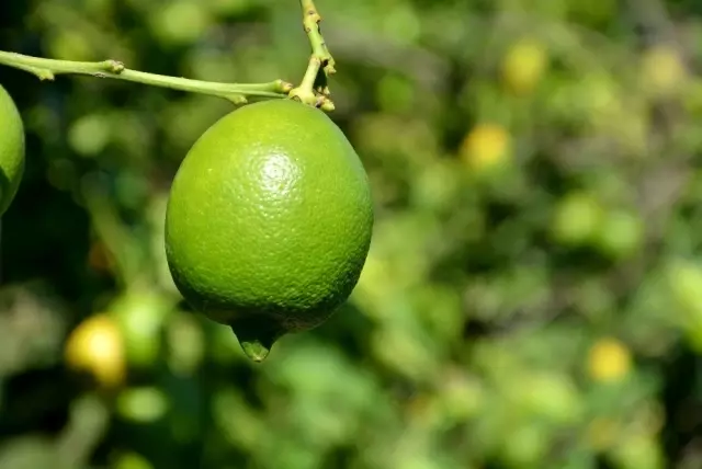 Dalaman TİGEM'de limon ihalesi Dalaman TİGEM'de limon ihalesi