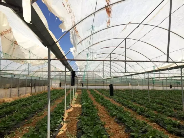 Elmalı'da hortum seraya zarar verdi Elmalı'da hortum seraya zarar verdi
