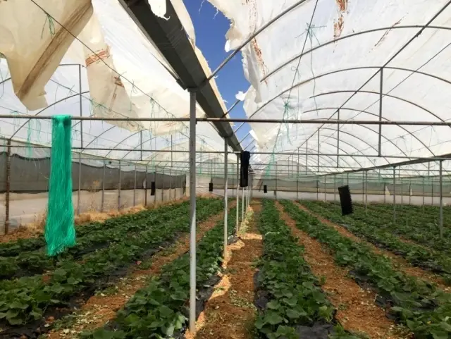 Elmalı'da hortum seraya zarar verdi Elmalı'da hortum seraya zarar verdi