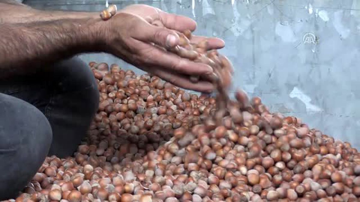 Fındık üreticilerine 'gizli çürük' uyarısı