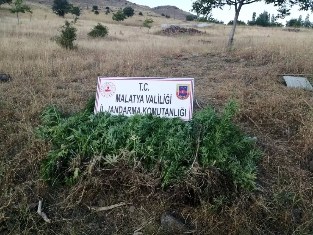 Hekimhan'da uyuşturucu operasyonu: 1 gözaltı