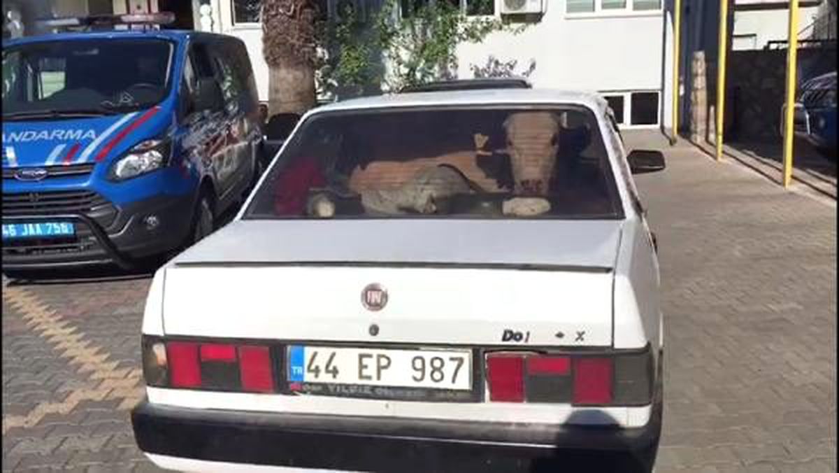 Jandarmadan kaçan sürücülerin otomobillerinde çalıntı inekler varmış