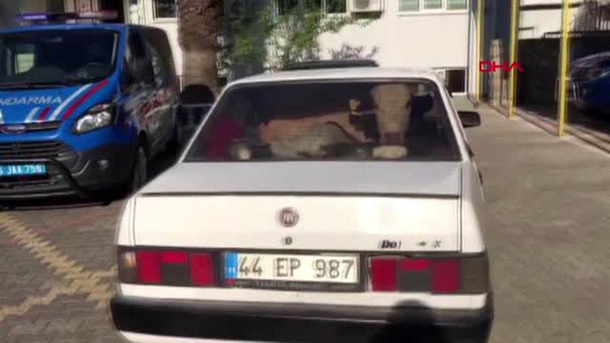 Kahramanmaraş Jandarmadan kaçan sürücülerin otomobillerinde çalıntı inekler varmış