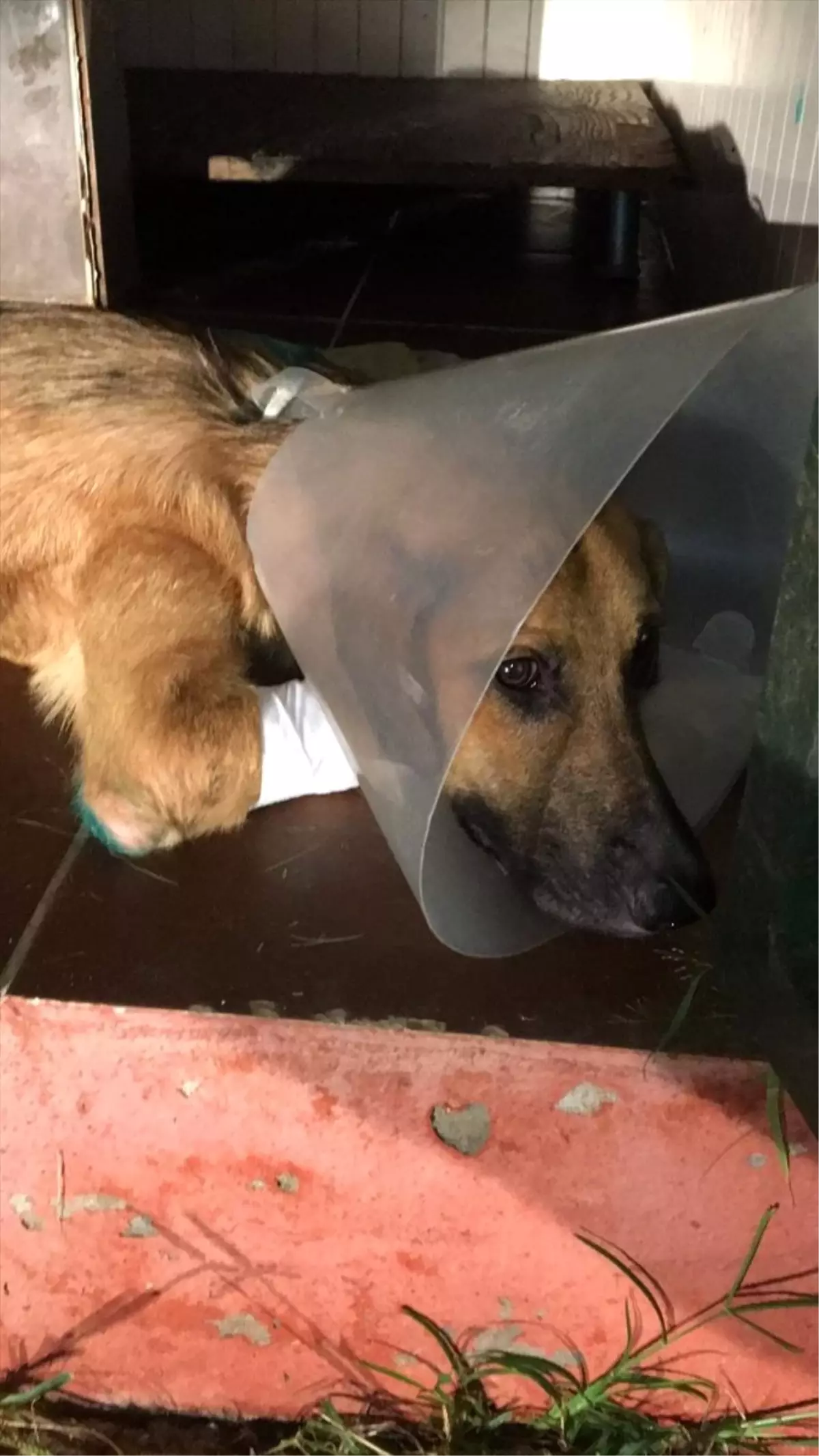 Kesici aletle yaralanan köpek yeni yuvasında