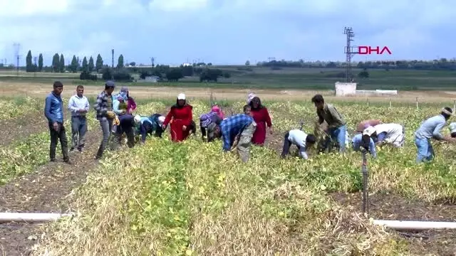 Nevşehir'de tarım işçilerinin zorlu yaşamı 2