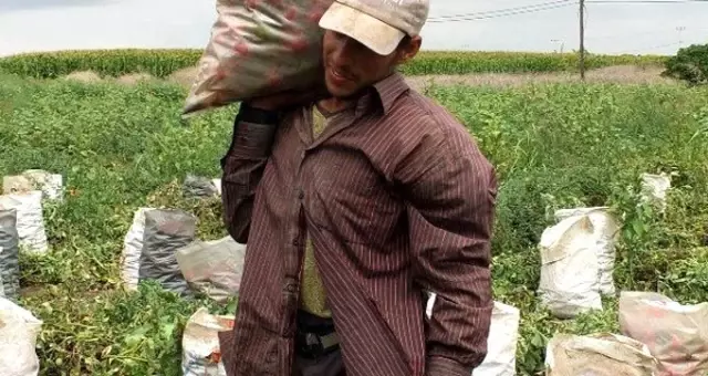 Üreticiler isyanda! Markette 2,5 TL olan domates, tarlada 30 kuruş
