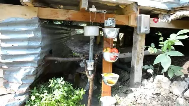 Ayı ve domuzlar onun tarlasının yanından bile geçemiyor Ayı ve domuzlar onun tarlasının yanından bile geçemiyor