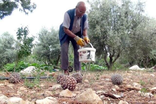 Gölgesi için diktiği ağaçtan 40 bin TL kazandı