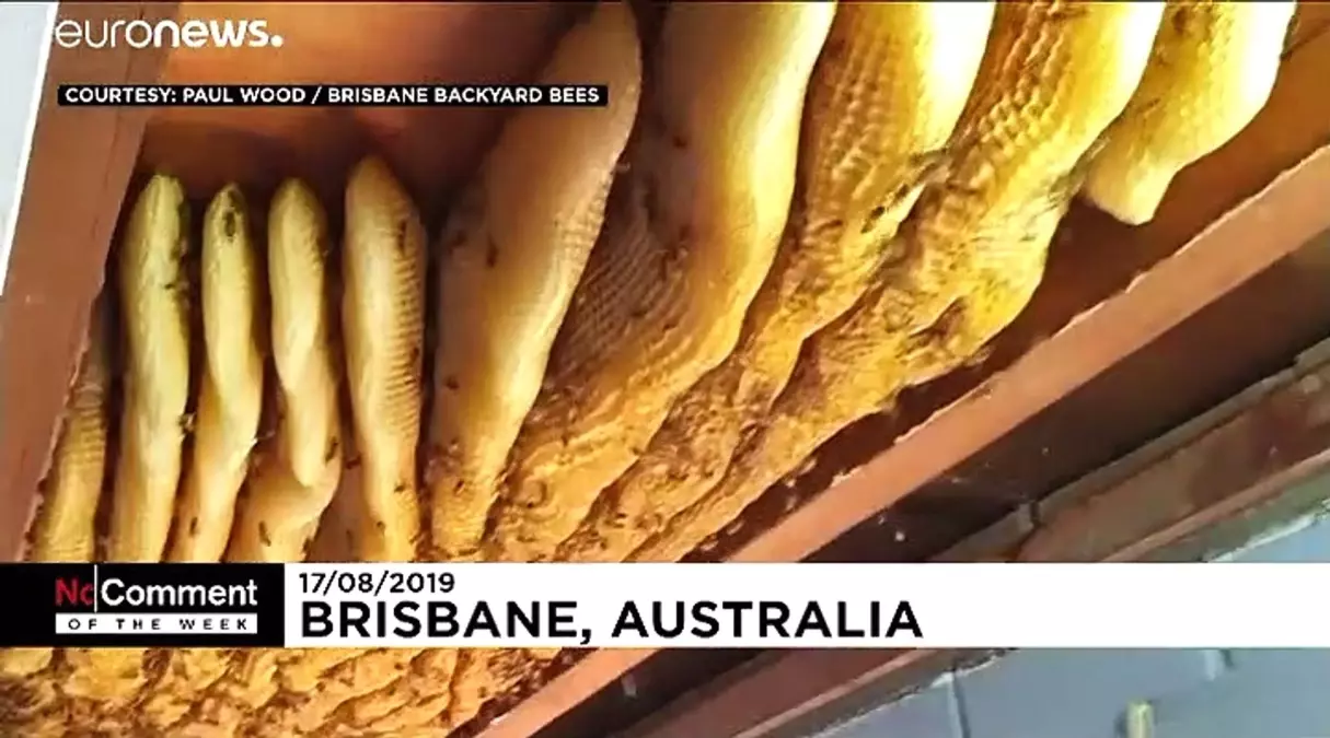 Haftanın öne çıkan No Comment videoları: Beyaz Kardeşlik ve Papa'nın kırmadığı kız çocuğu