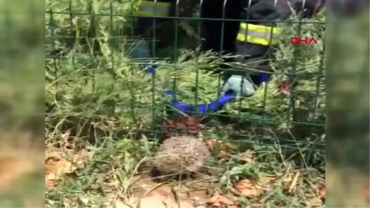 MANİSA Çocukların dikkati kirpiyi kurtardı