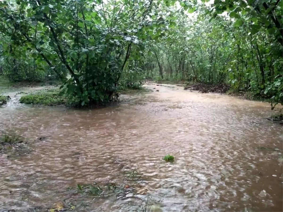 Ordu'da fındık bahçelerini su bastı
