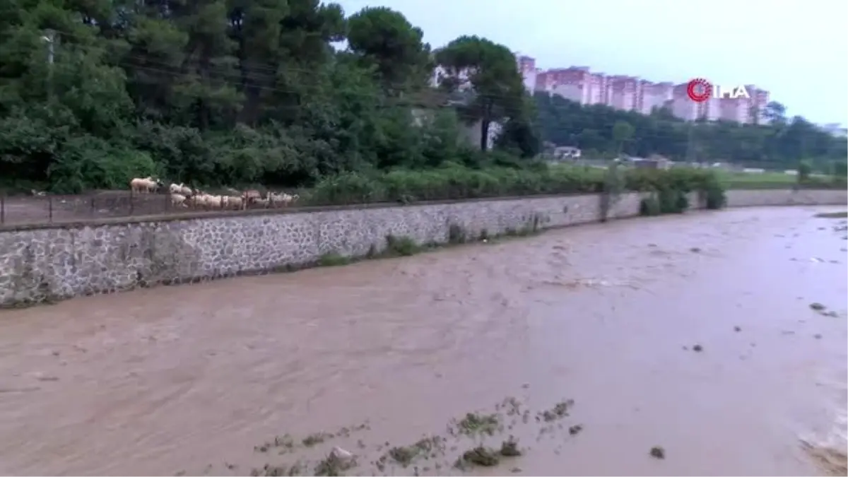 Sele kapılan büyükbaş hayvanlar çevredekilerin yardımıyla kurtarıldı