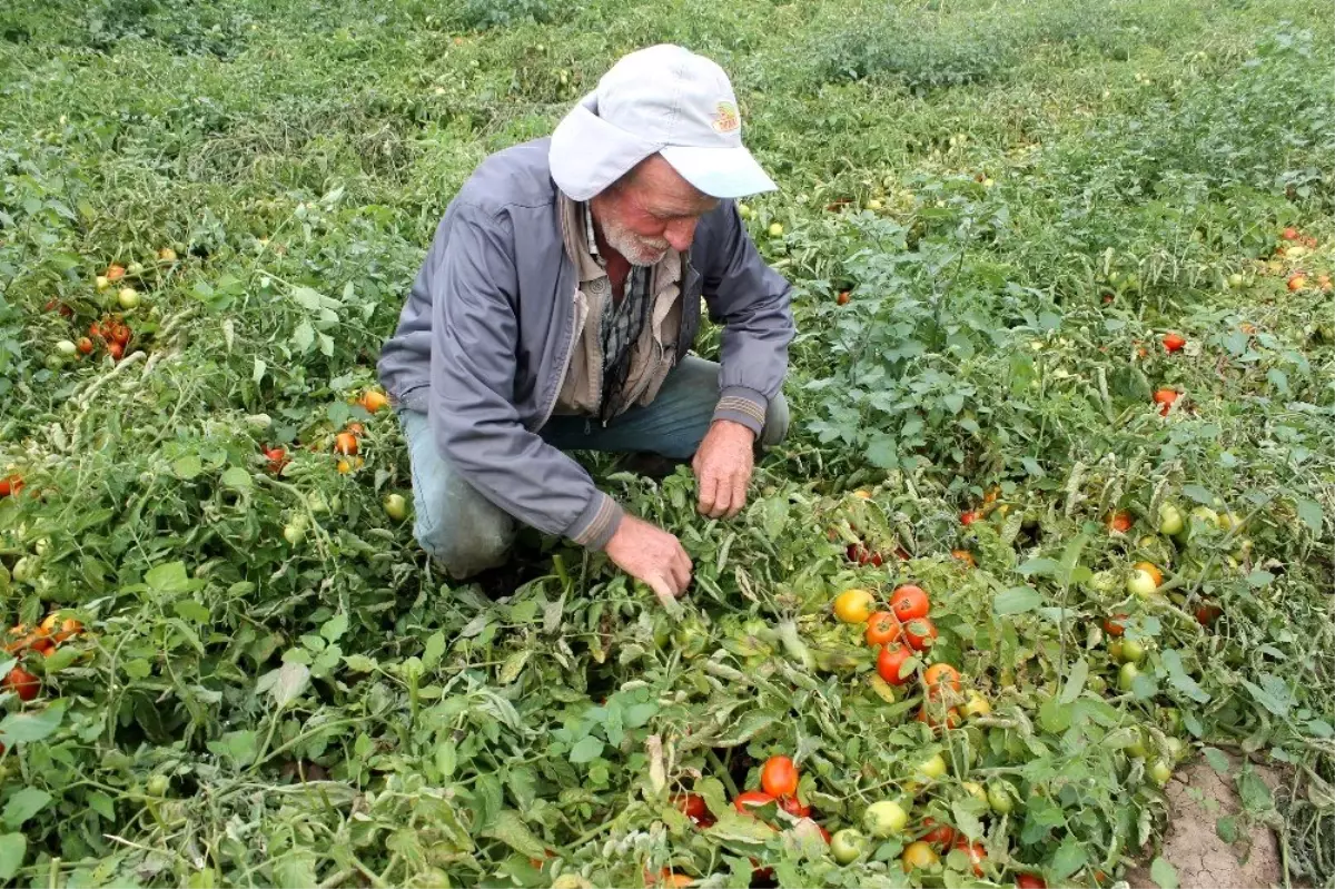 Sözleşmesiz domates eken üretici hayal kırıklığına uğradı