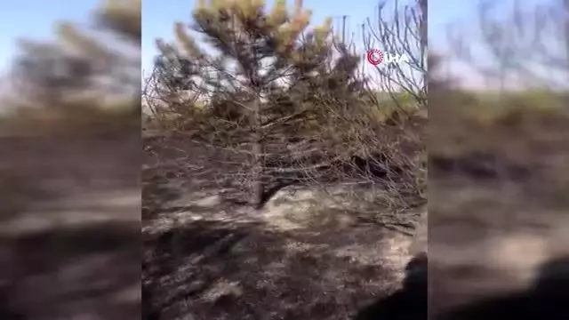 Tekirdağ'da orman yangını Tekirdağ'da orman yangını