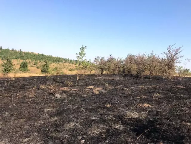 Tekirdağ'da orman yangını Tekirdağ'da orman yangını