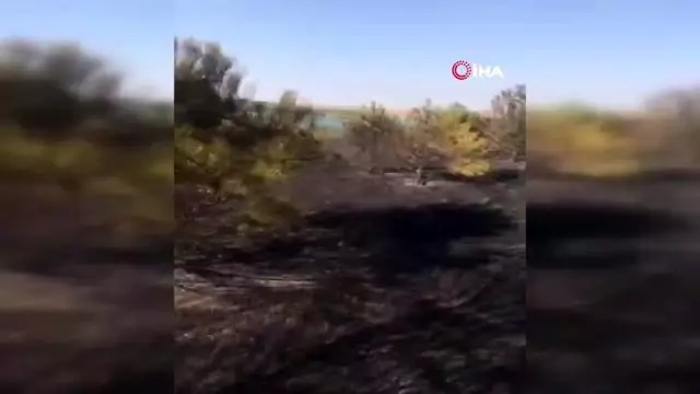Tekirdağ'da orman yangını Tekirdağ'da orman yangını