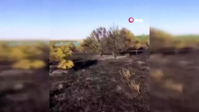 Tekirdağ'da orman yangını Tekirdağ'da orman yangını