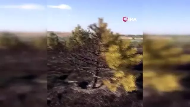 Tekirdağ'da orman yangını Tekirdağ'da orman yangını