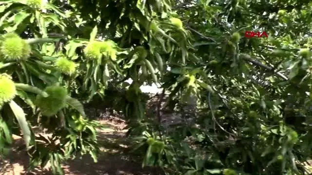 İZMİR Kestane ağaçlarını kurutan kanser nedeniyle üretici sıkıntılı İZMİR Kestane ağaçlarını kurutan kanser nedeniyle üretici sıkıntılı